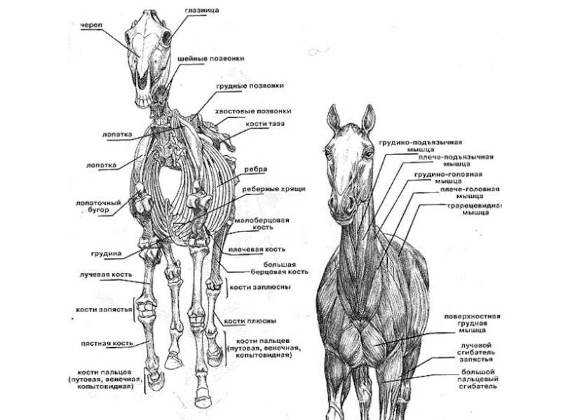 Реферат: Физиология лошади