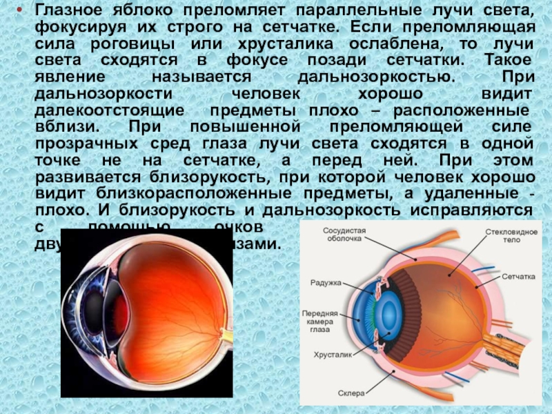 Какой части глазного яблока образуется изображение предмета