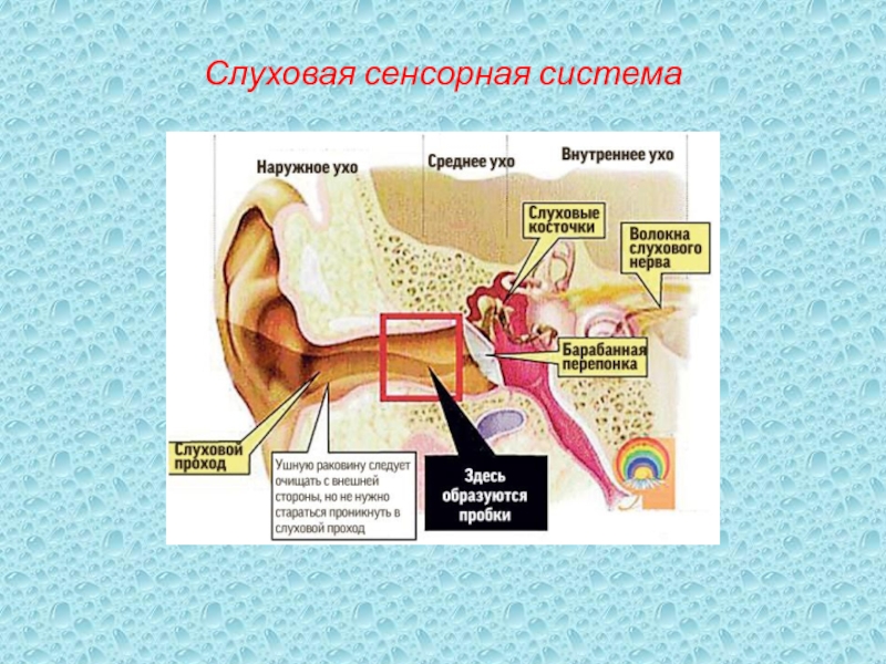 Строение и работа среднего уха. Строение слуховой сенсорной системы. Строение уха слуховой нерв. Сенсорная система человека схема слуховая. Сенсорная система слухового анализатора.