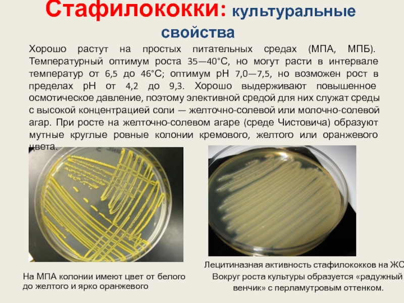 Staphylococcus aureus среда. Рост стафилококков на ЖСА. Стафилококк на желточно солевом агаре. Желточно-солевой агар колонии стафилококка. Радужный венчик стафилококка на ЖСА.