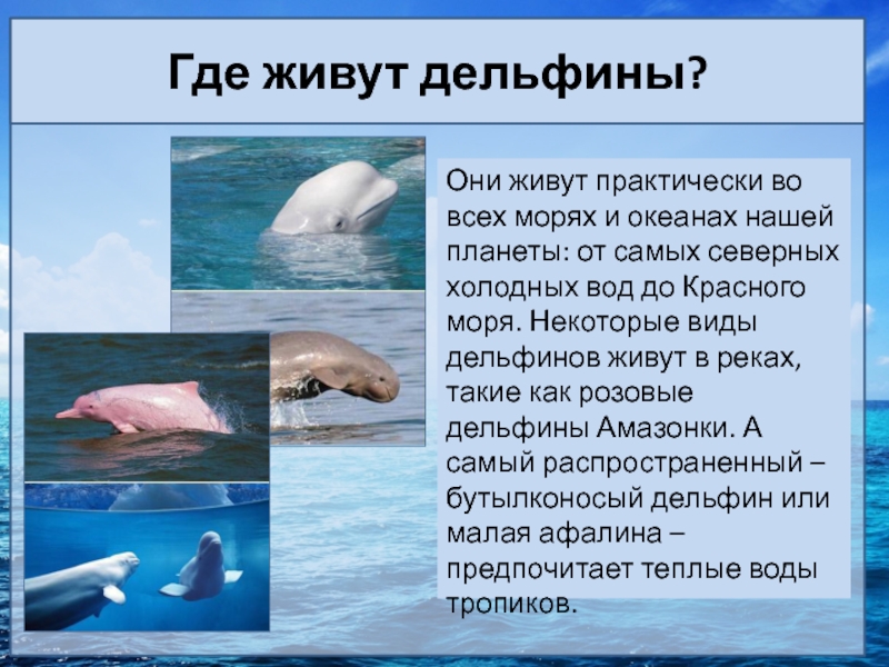 Дельфин живет лет. Где живут дельфины. Где обитают дельфины в каких морях. Дельфин дивут.