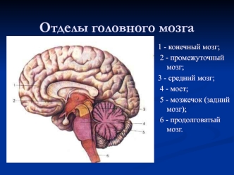 Отделы головного мозга. Основание головного мозга. Гипоталамус. (Лекции 4)