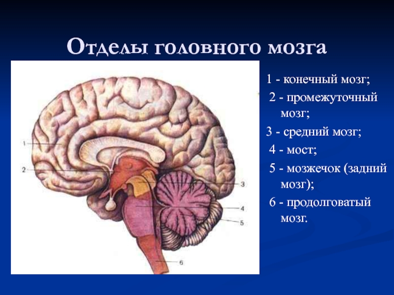 Реферат: Головной мозг. Конечный мозг