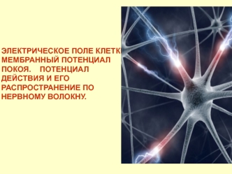 Электрическое поле клетки.мембранный потенциал покоя. Потенциал действия и его распространение по нервному волокну