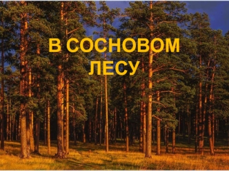 В сосновом лесу