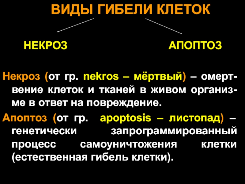 Презентация на тему некроз апоптоз