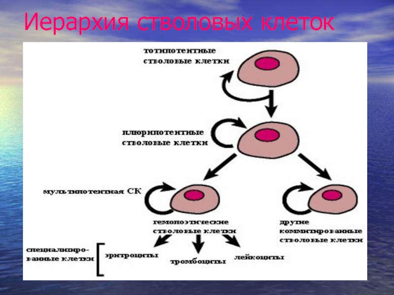 Стволовые клетки схема