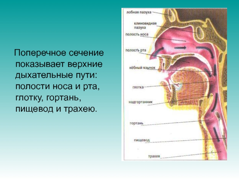 Между носом и ртом. Анатомия человека пищевод и дыхательные пути. Строение пищевода и дыхательных путей. Носоглотка дыхательные пути.