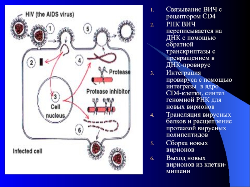 Связывание ВИЧ с рецептором CD4 РНК ВИЧ переписывается на ДНК с помощью обратной транскриптазы с превращением