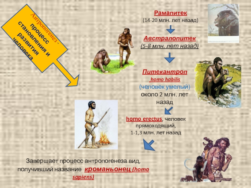 Антропогенез - процесс становления и развития человека Рамапитек  (14-20 млн. лет назад) Австралопитек  (5-8 млн.