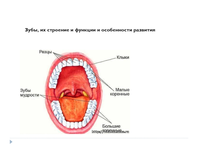 Зубы, их строение и функции и особенности развития