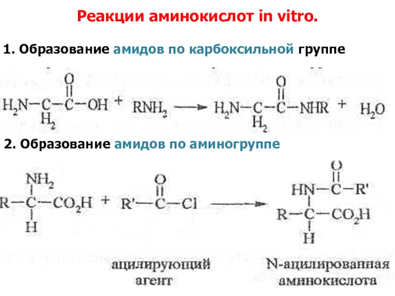 Аминокислоты аминогруппа карбоксильная группа. Реакция образования аминокислот. Реакции аминокислот по карбоксильной группе и аминогруппе. Реакции аминокислот по аминогруппе. Реакция Альфа аминокислот по карбоксильной группе.