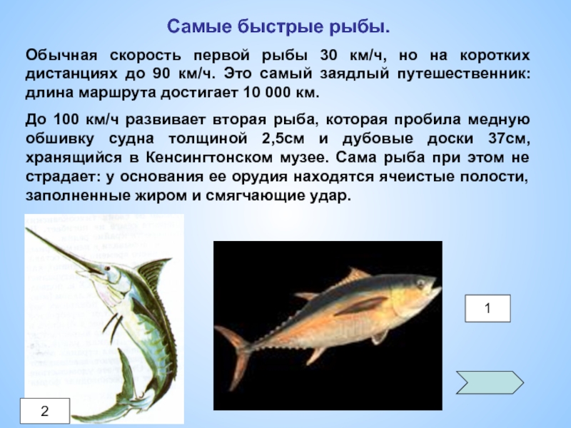 Быстрые рыбы. Самая быстрая рыба. Скорость самой быстрой рыбы. Скорость рыбы км/ч. Самая быстрая рыба в мире скорость.