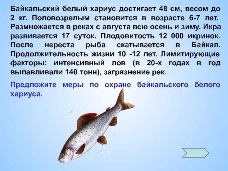 Описание рыбы хариус