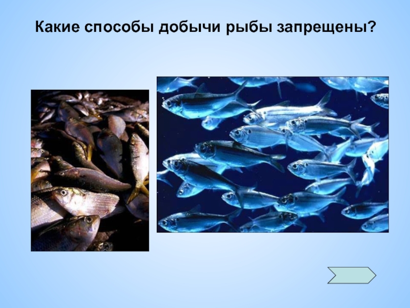 Чтобы перевыполнить план по добыче рыбы новый. Планета рыб. Виды рыбы добываемые в России. Из какой рыбы.добывают голубой цвет.