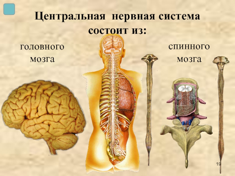 Центральная нервная система  состоит из: головного мозга спинного мозга