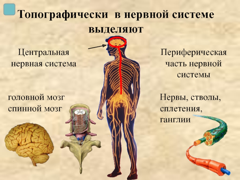 Функции центральной и периферической. Нервная система. Нервная система человека. Нервная система человека анатомия. Функционирование нервной системы.