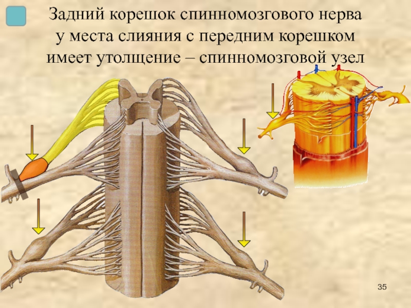 Задний корешок спинномозгового нерва  у места слияния с передним корешком  имеет утолщение – спинномозговой узел