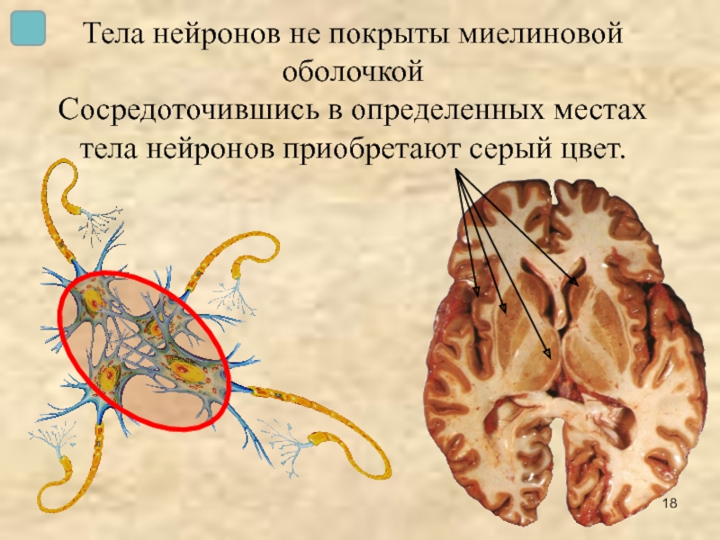Тела нейронов не покрыты миелиновой  оболочкой Сосредоточившись в определенных местах  тела нейронов приобретают серый цвет.
