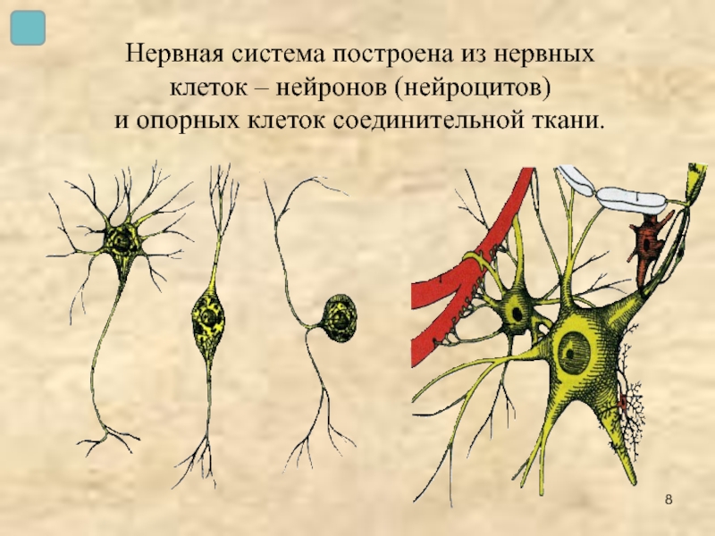 Нервная система построена из нервных  клеток – нейронов (нейроцитов)  и опорных клеток соединительной ткани.