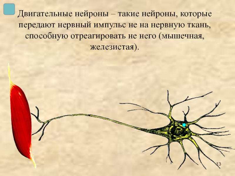 Двигательные нейроны – такие нейроны, которые передают нервный импульс не на нервную ткань, способную отреагировать не него