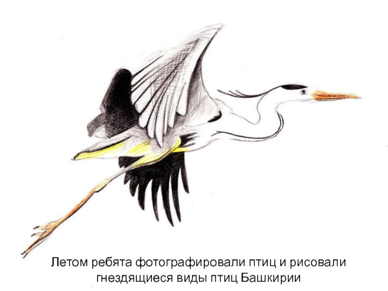 Летом ребята фотографировали птиц и рисовали гнездящиеся виды птиц Башкирии