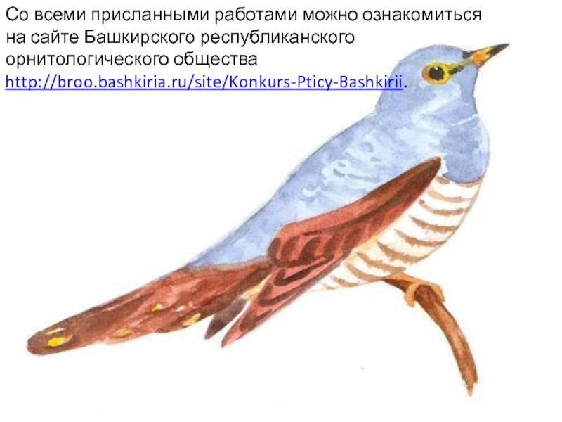 Со всеми присланными работами можно ознакомиться на сайте Башкирского республиканского орнитологического общества http://broo.bashkiria.ru/site/Konkurs-Pticy-Bashkirii. 