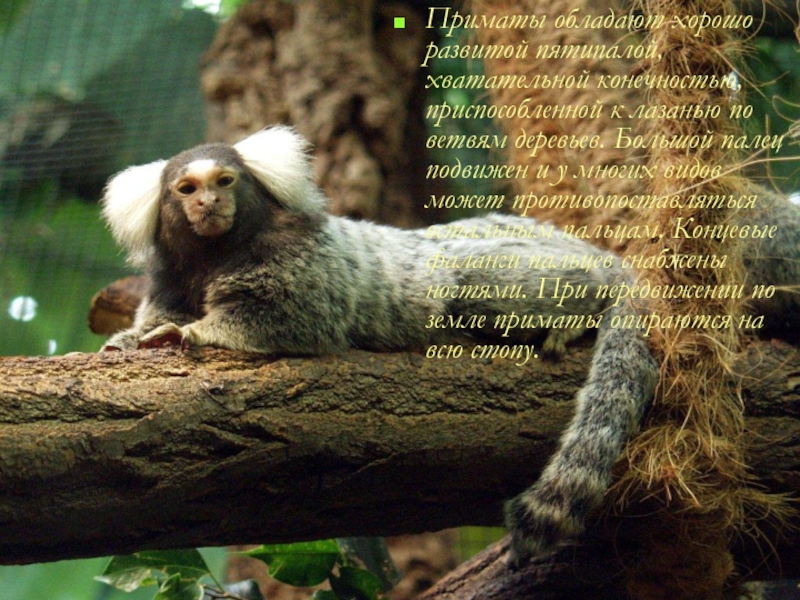 Приматы обладают хорошо развитой пятипалой, хватательной конечностью, приспособленной к лазанью по ветвям деревьев. Большой палец подвижен и