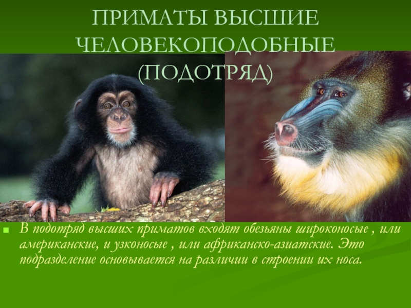 Общие черты приматов. Приматы отряды млекопитающих. Узконосые и широконосые приматы. Млекопитающие отряд приматы классификация. Подотряд высшие приматы или обезьяны представители.