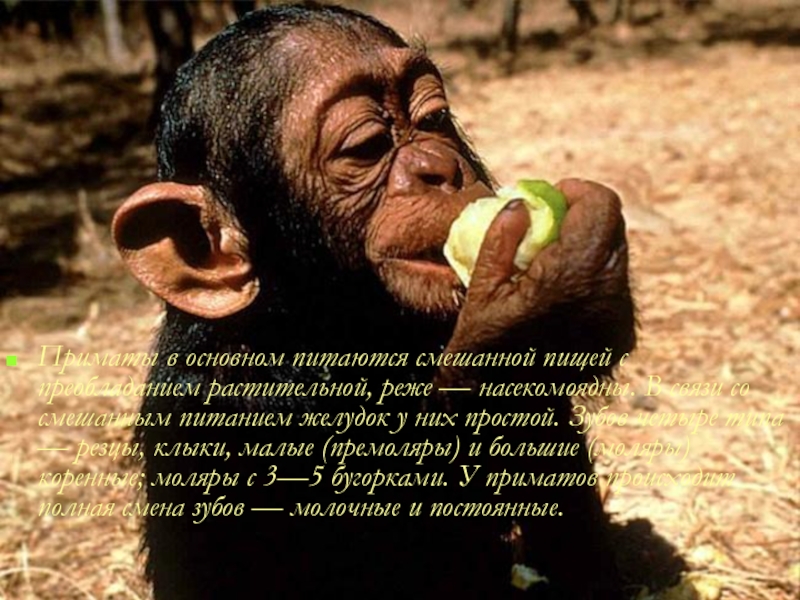 Приматы в основном питаются смешанной пищей с преобладанием растительной, реже — насекомоядны. В связи со смешанным питанием