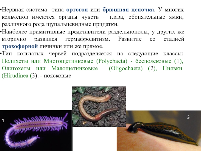 Обоеполые черви. Гермафродиты кольчатых червей. Органы чувств кольчецов. Кольчатые черви раздельнополые. Кольчатые черви гермафродиты или раздельнополые.