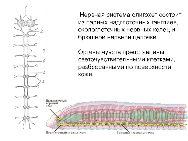 Система малощетинковых червей