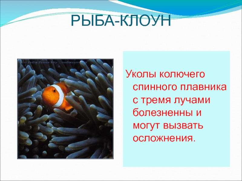 Передвижение рыб в воде. Рыба клоун описание. Рыба клоун рассказ. Рыба клоун презентация. Рыба клоун описание для детей.