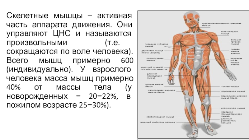 Строение организма человека 8 класс презентация пасечник