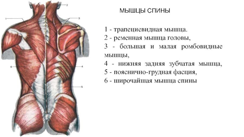 Мышцы спины человека фото с описанием