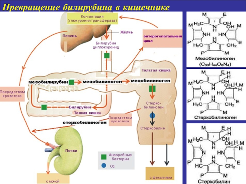 Биохимия печени. Превращение билирубина в кишечнике. Схема превращения билирубина в организме.