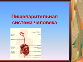 Пищеварительная система человека