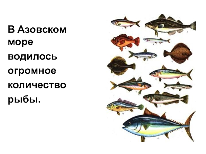 Рыба азовского моря список с фото и описанием