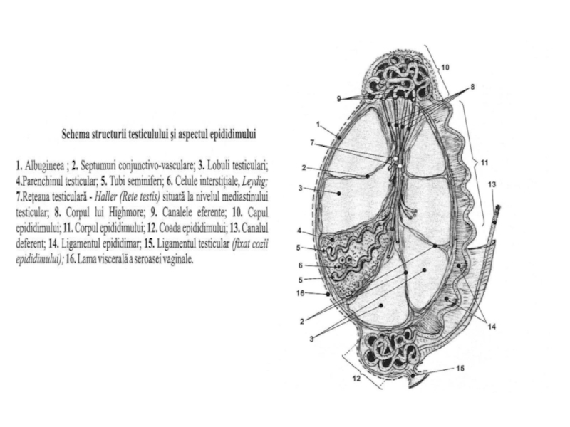 structura penisului și a testiculelor