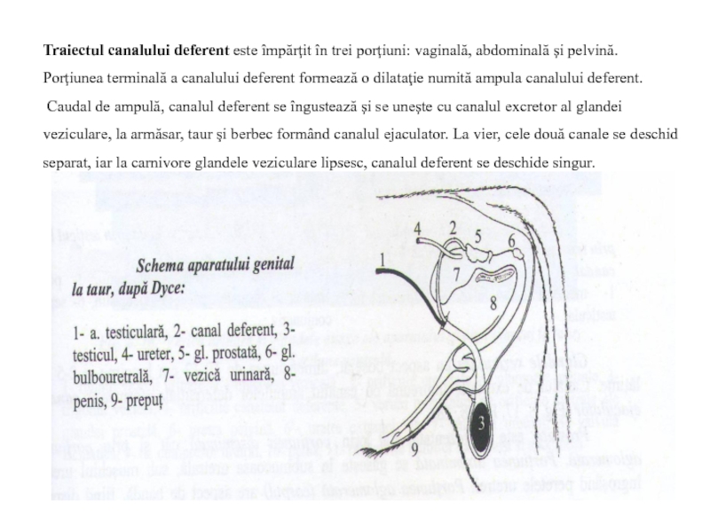 penisul genital capilarele de pe penis izbucnesc