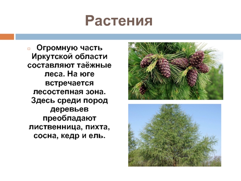 В этой природной зоне преобладают хвойные. Ель пихта сосна кедр лиственница. Растения Иркутской области. Растения леса Иркутской области. Растительный мир Иркутской области.