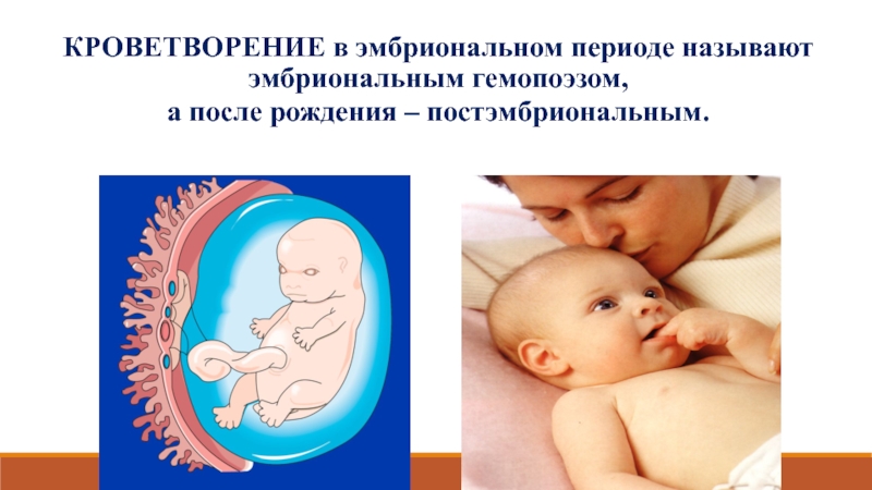 КРОВЕТВОРЕНИЕ в эмбриональном периоде называют эмбриональным гемопоэзом,  а после рождения – постэмбриональным.