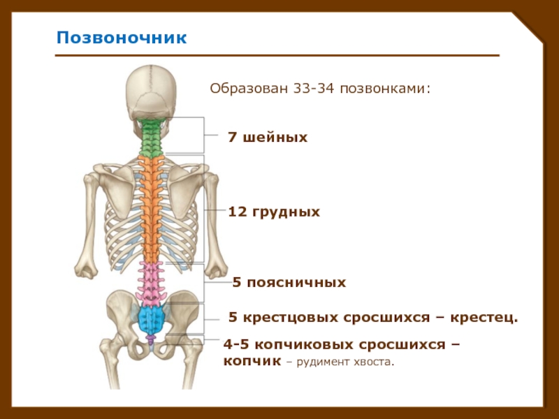 Пояснично крестцовый отдел позвоночника