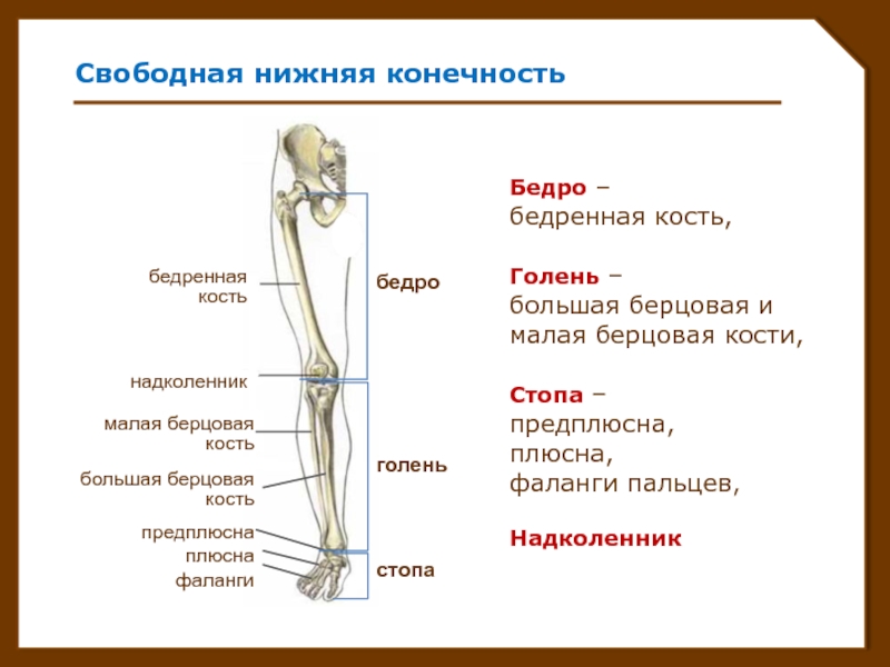Берцовая и подвздошная кость. Кости нижней конечности строение. Строение костей нижней конечности. Кости свободной нижней конечности. Строение костей свободной нижней конечности.