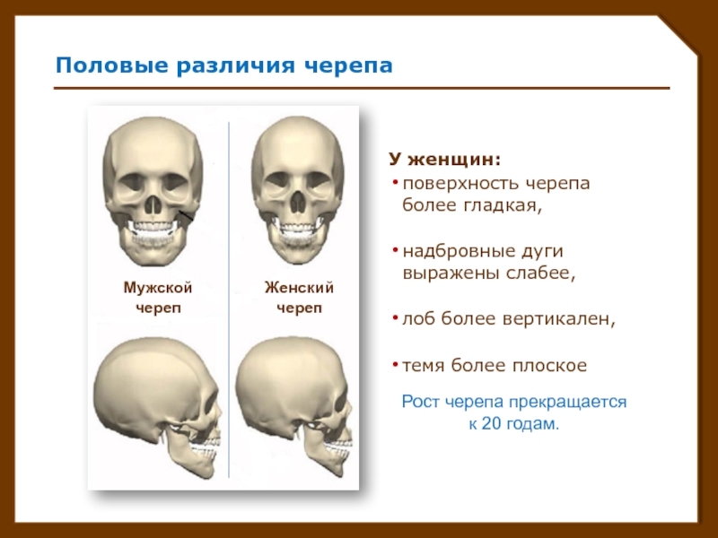 Лоб кость. Форма черепа. Нормальная форма черепа. Половые различия черепа.