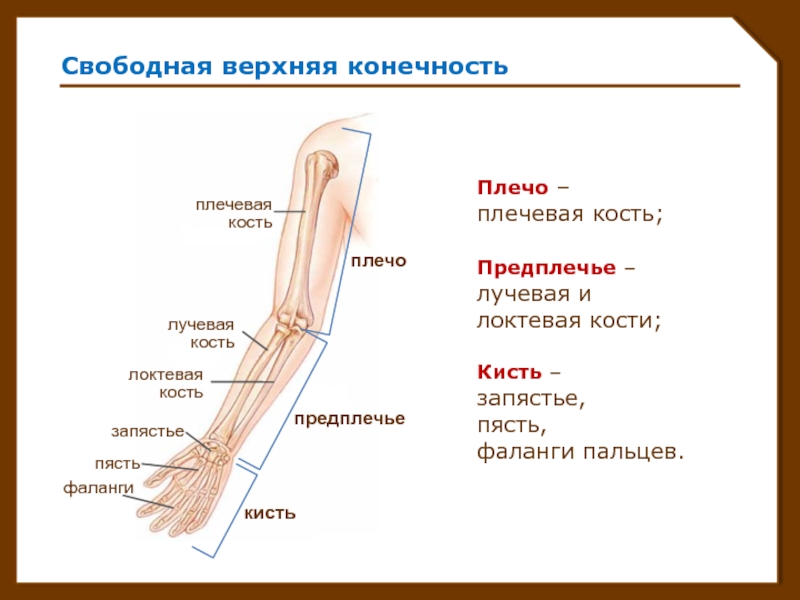 Рука человека строение. Плечевая кость локтевая кость лучевая кость запястье пясть фаланги. Лучевая кость руки строение. Предплечье плечо локтевая, лучевая. Лучевая кость свободная верхняя конечность.