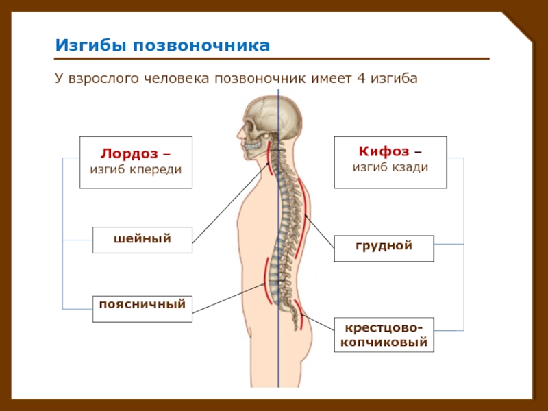 Позвоночник человека имеет. Перечислить физиологические изгибы позвоночника:. Строение позвоночника лордоз кифоз. Изгибы позвоночника человека кифоз и лордоз. Позвоночник человека с лордозами и кифозами анатомия.