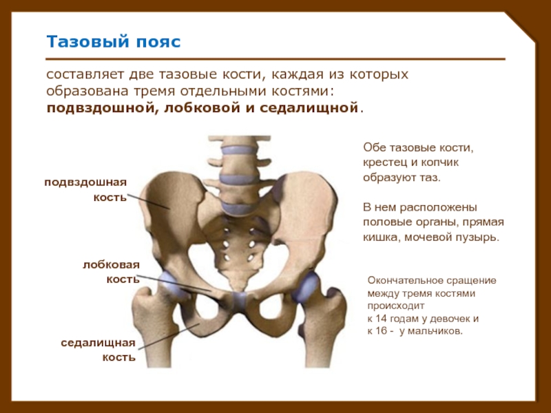 1 подвздошная кость. Строение тазовой кости подвздошная кость. Анатомия строение скелет таза. Тазовая кость, седалищная и подвздошная кости. Таз спереди анатомия.
