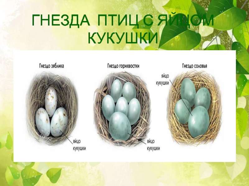 На каких картах какие яйца. Яйца кукушки. Цвет яйца кукушки. Гнездо с яйцом кукушки. Яйцо кукушки размер.