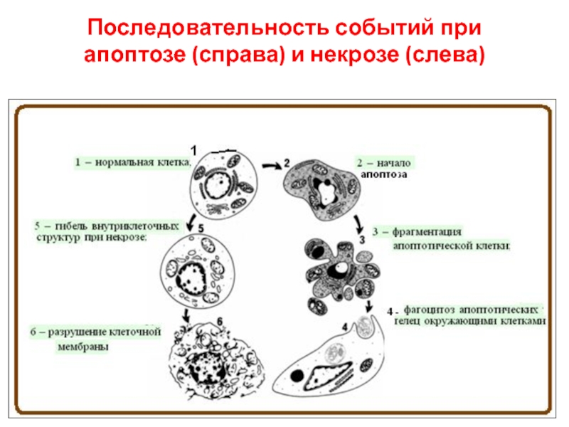 Нарисуйте схему гибели клеток мишеней по механизму апоптоза